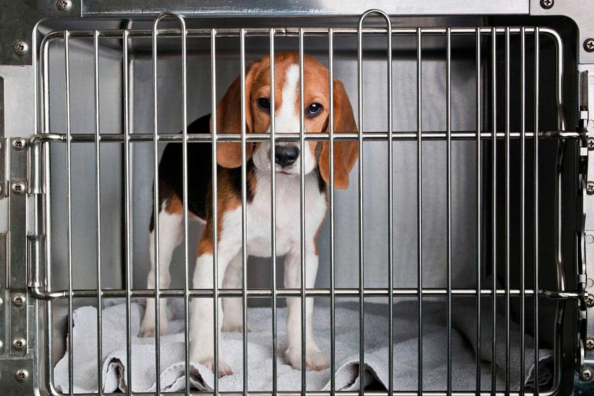 Vitória! Lei que proíbe testes cosméticos em animais finalmente entra em vigor no Brasil Já entrou em vigor a lei que proíbe teste de cosméticos em animais no Brasil. Na foto, um cão da raça beagle, uma das raças usadas em experimentos. - Foto: ANDA