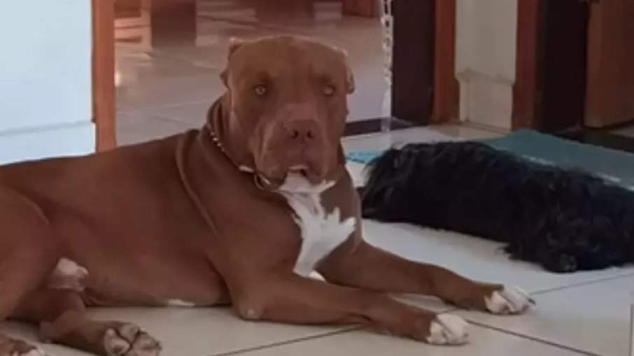 Normas incluem pitbulls e putras raças derivadas