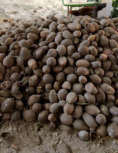 Foto com uma centena de babaçus empilhados sobre chão batido