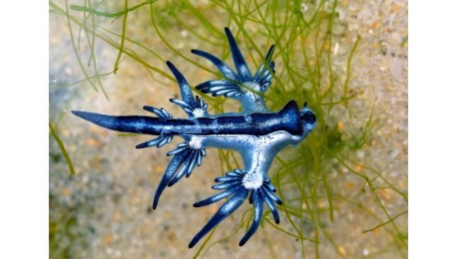 Dragão azul raro e venenoso surge em praia e alerta é acionado