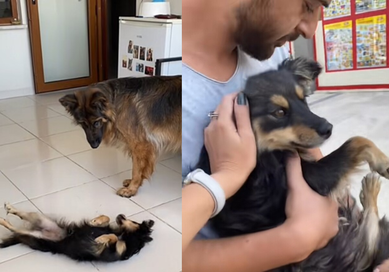 Casal resgata cachorrinha na rua que parece filha da cadela da família