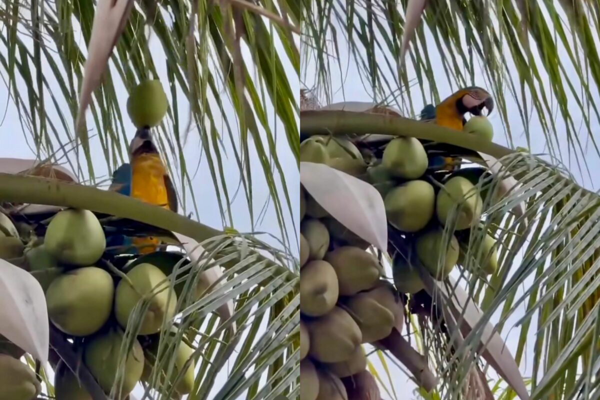 O flagrante da arara equilibrando e tomando água de coco no alto de um coqueiro, foi feito em Cuiabá (MT}. - Foto: reprodução/Instagram