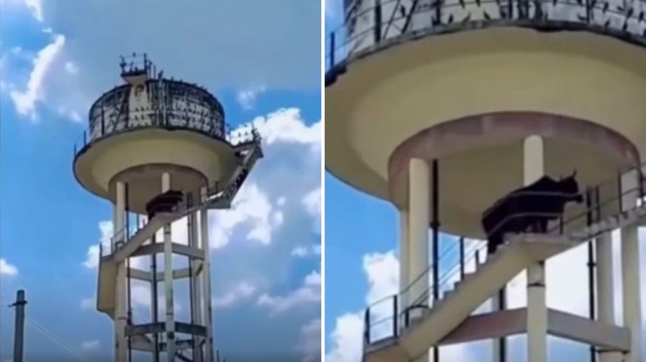 Touro escala caixa d’água de 18m na Índia e viraliza na web Touro escala caixa d’água de 18m na Índia e viraliza na web
