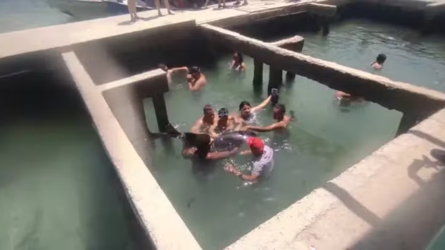 Tanque de tubarões irregular permite que turistas nadem com os animais