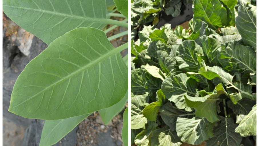 Falsa Couve (E) e a Couve comum (D)