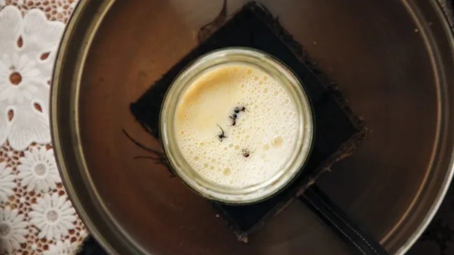 Cientistas criam “iogurte de formiga” e acham bactéria do pão