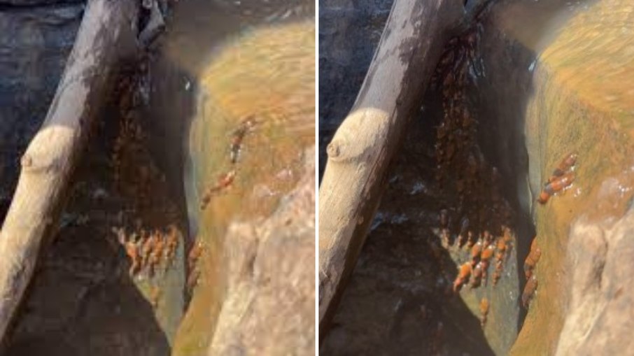 Bagres-abelha são flagrados escalando cachoeira em MS