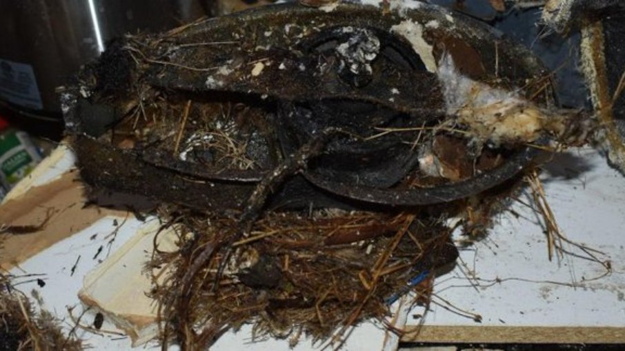 Pássaro faz ninho em exaustor e provoca incêndio em cozinha