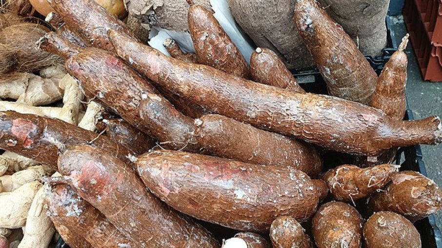 É muito difícil de diferenciar a mandioca brava da mandioca mansa por meio da aparência.