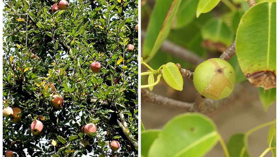 Macieira e Mancenilheira.