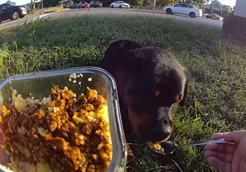Policial protege filhote de cachorro ferido na estrada e dá a própria comida na boca dele; vídeo O policial Samuel Lopes deu comida da própria marmita para o filhote de cachorro ferido que encontrou na estrada, no Tennessee (EUA). - Foto: reprodução/Facebook