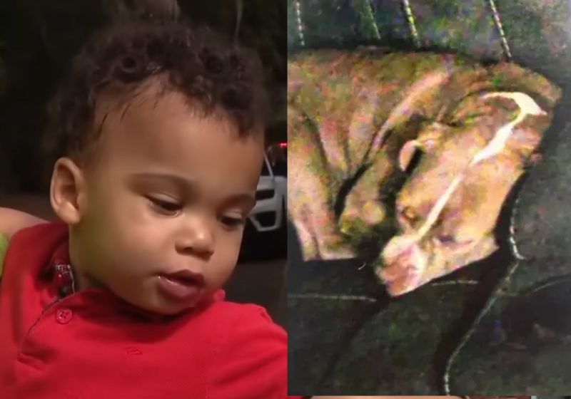 Pitbull protege menino de 2 anos que saiu de casa e passou madrugada na rua O pitbull seguiu o menino de 2 anos que saiu de casa à noite e protegeu a criança a madrugada toda, na Flórida (EUA). - Fotos: reprodução/Fox13