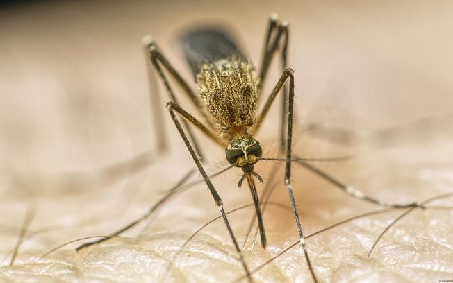 Clima mais quente está ampliando territórios de mosquitos que transmitem doenças