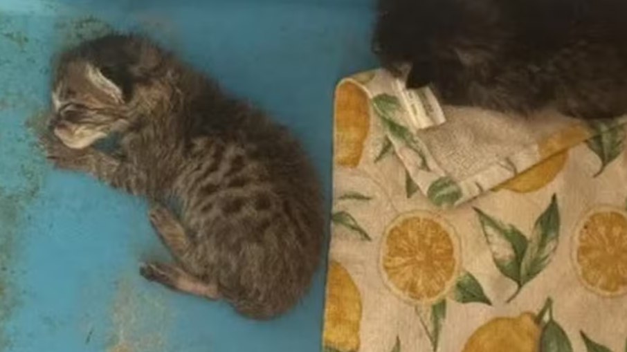 Professora é investigada por dar filhote de gato para cobra se alimentar