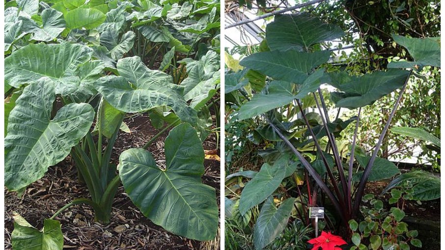 Taioba mansa e taioba brava.