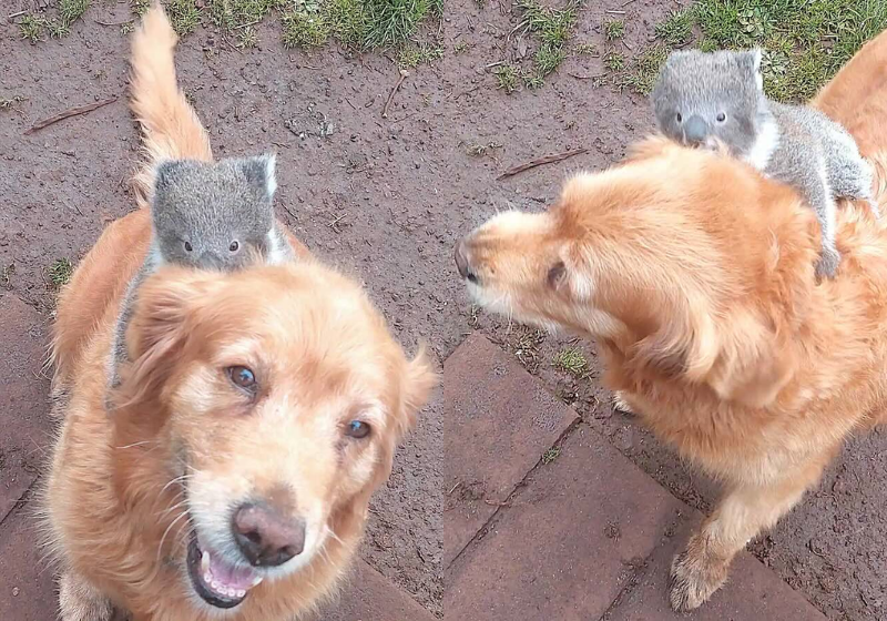 Cachorro dá carona a bebê coala e tutor fica chocado com a fofura O tutor registrou o cachorro dele dando uma carona a um bebê coala que se perdeu da mãe, na Austrália. As imagens fofas viralizaram nas redes. - Foto: Steve Lamplough