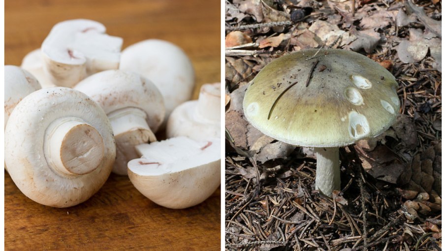 Cogumelo champignon, comestível e cogumelo chapéu-da-morte, venenoso.