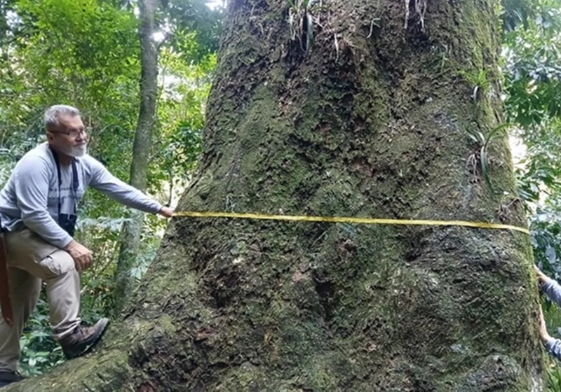 Fiocruz registra jequitibá-rosa gigante de 500 anos no Rio; ameaçado de extinção Segundo a Fiocruz, o jequitibá-rosa gigante tem aproximadamente 500 anos. A descoberta foi considerada histórica - Foto: Fiocruz