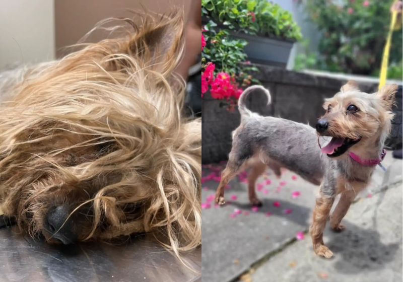 O cão vivia abandonado nas ruas e foi resgatado por uma ONG. Hoje ele vive feliz e espera adoção - Foto: AMA