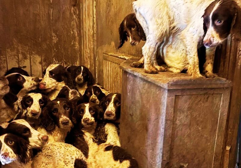 Cachorrinhos resgatados de casa imunda ganham vida nova e serão cães farejadores da polícia Quatro dos cachorrinhos encontrados amontoados em uma casa imunda na Inglaterra foram resgatados, cuidados e são tão inteligentes que vão virar farejadores da polícia. - Foto: SWNS