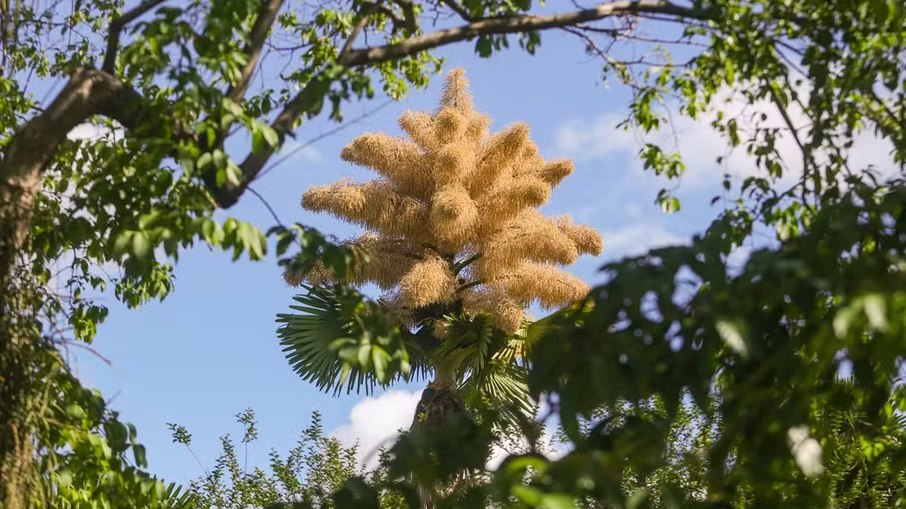 Esp&eacute;cie rara de palmeiras Talipot florescem pela primeira e &uacute;nica vez no Rio de Janeiro