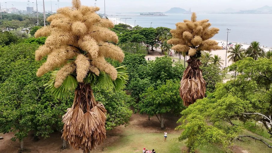 As plantas est&atilde;o florescendo pela primeira e &uacute;nica vez antes de morrerem naturalmente.