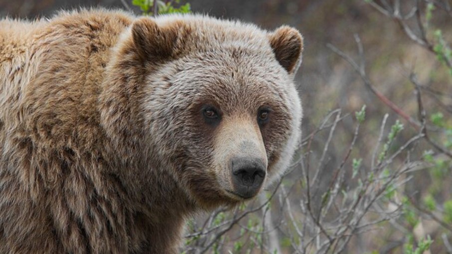 Urso pardo 