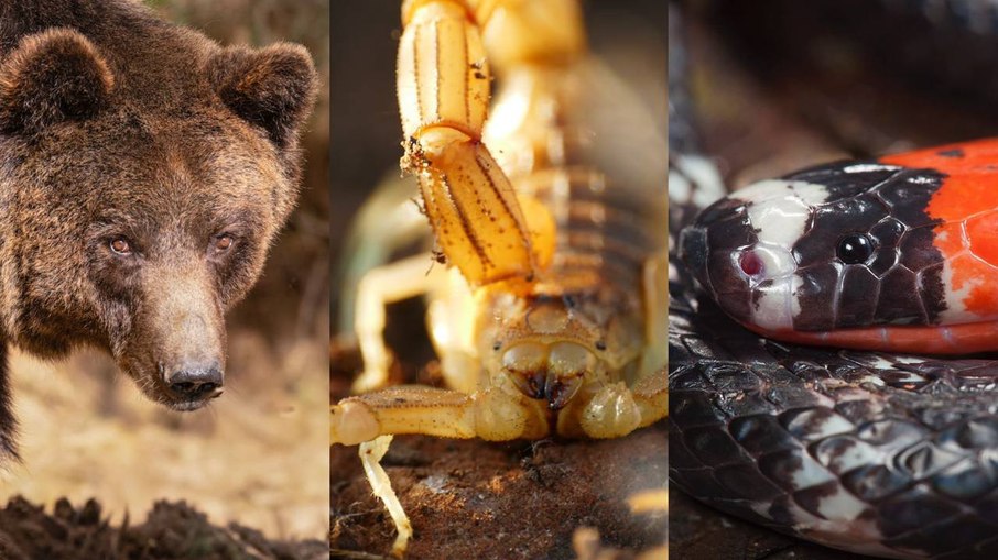 As cores dos animais definem nível de perigo? Entenda
