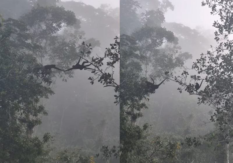 Macacos atravessam &aacute;rvore de um jeito organizado e fot&oacute;grafo registra o momento &uacute;nico - Foto: redes sociais