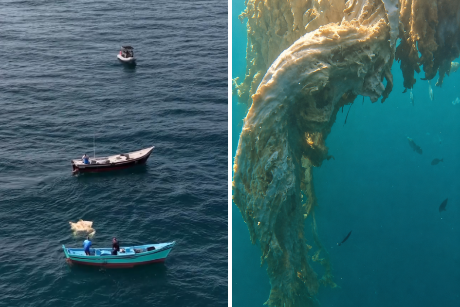 Carcaça de suposta baleia-jubarte atrai cardume de dourados em Arraial do Cabo