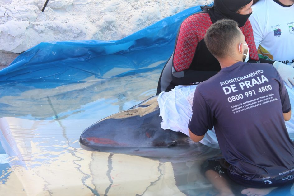 Cachalote-pigmeu resgatada em Cabo Frio não resiste e morre durante reabilitação