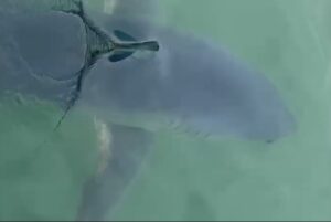 VÍDEO: Tubarão mais rápido do mundo é visto no mar da Baía da Ilha Grande, em Paraty