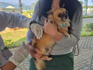 Petrópolis recebe vacinação gratuita para cães e gatos neste sábado Petrópolis recebe vacinação gratuita para cães e gatos neste sábado