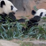 Por que dois pandas entraram na diplomacia de Trump e Xi Jinping?