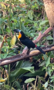 Conheça as aves símbolos do Litoral Norte Paulista e onde observá-las – Notícias das Praias Conheça as aves símbolos do Litoral Norte Paulista e onde observá-las – Notícias das Praias