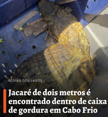 Jacaré de dois metros é encontrado dentro de caixa de gordura em Cabo Frio