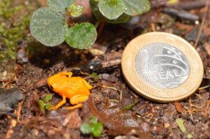 Sapinho menor que uma moeda de R$ 1 é registrado no Pico da Caledônia