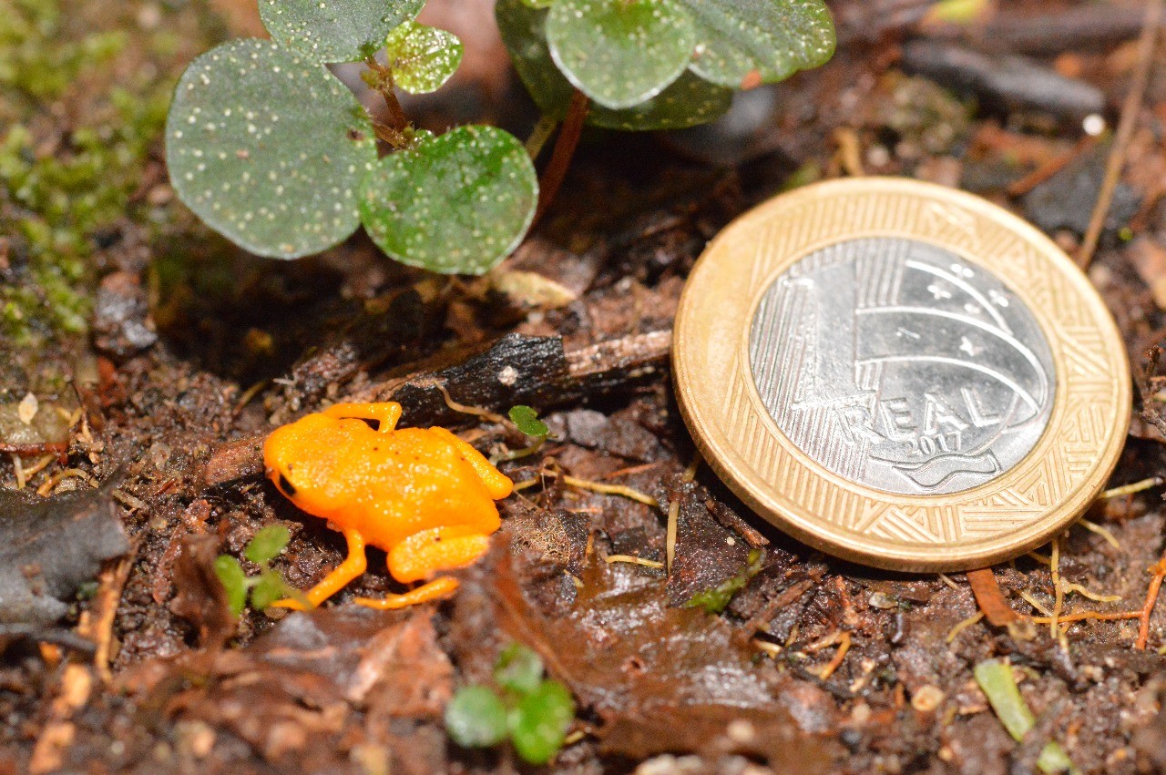 Sapinho menor que uma moeda de R$ 1 é registrado no Pico da Caledônia